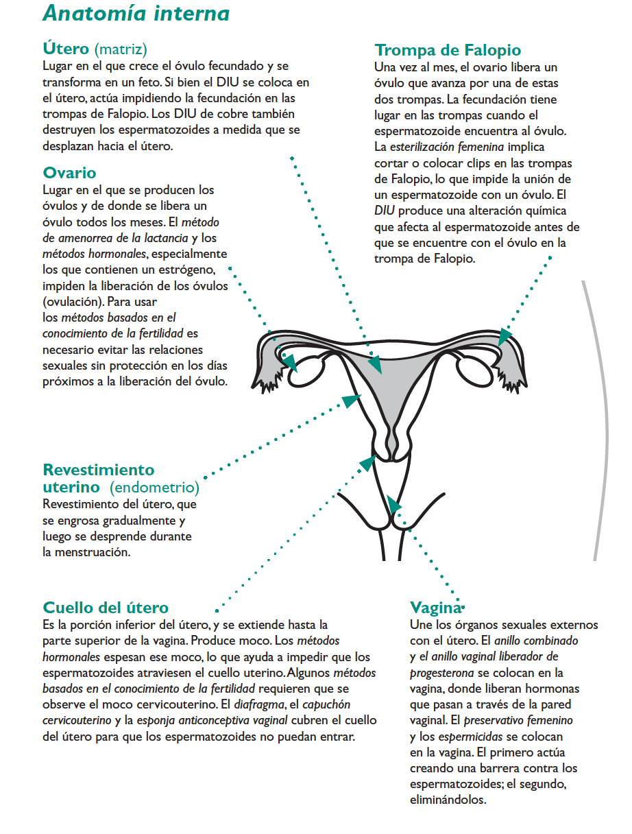 Anatomía femenina y funcionamiento de los anticonceptivos en la mujer