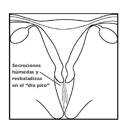 Arrow pointing to cervical mucus secretions