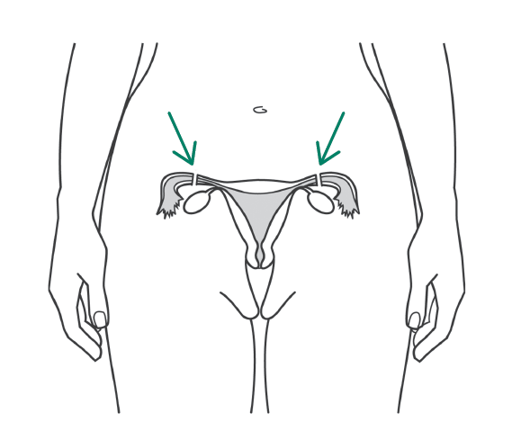 Female anatomy 