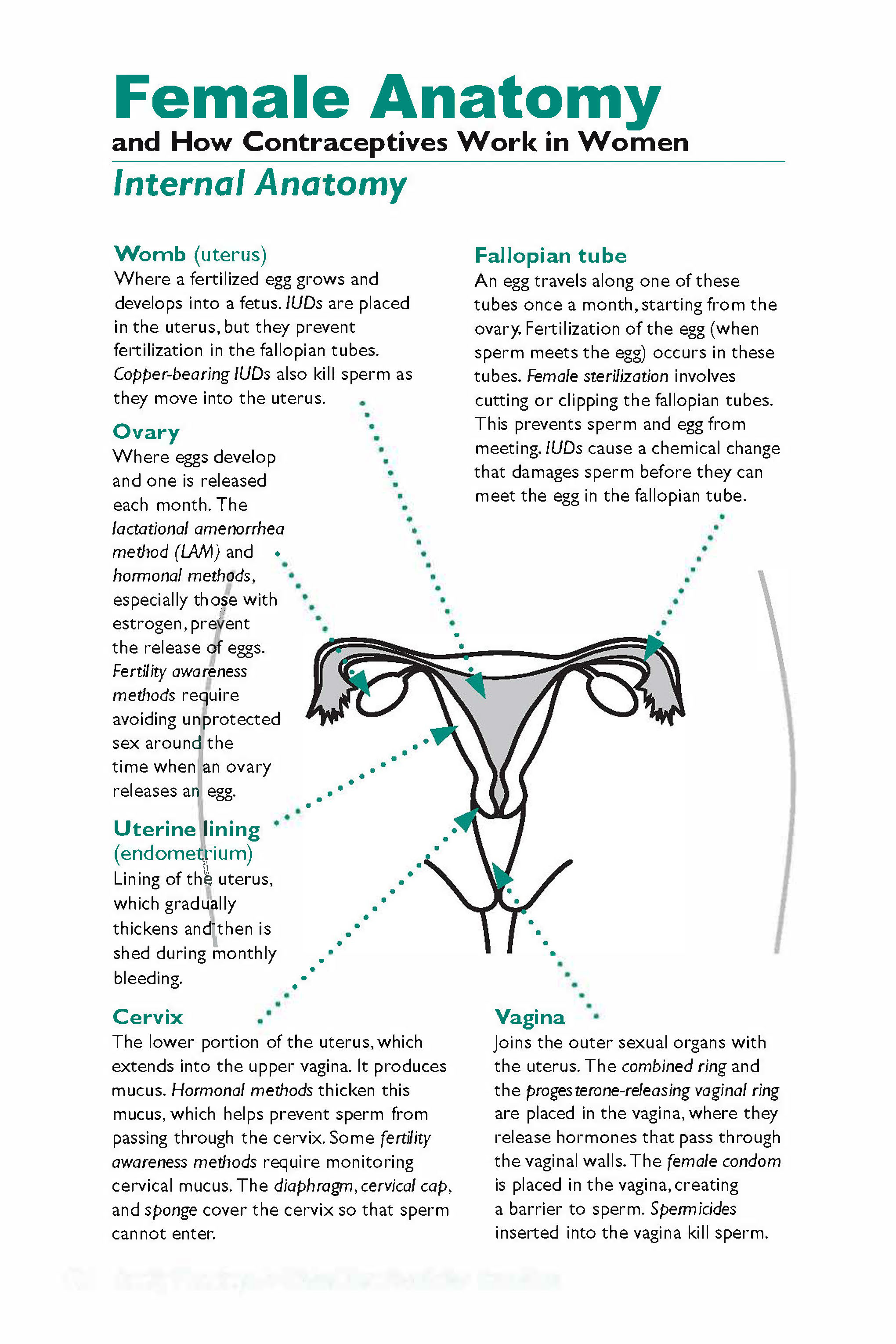 Female Anatomy  and How Contraceptives Work in Women